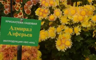 АДМИРАЛ АЛФЕРЬЕВ