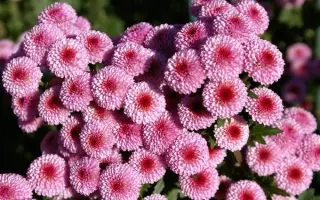 СКИФСКИЙ ЩИТ