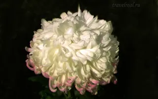 ВОСТОЧНАЯ СЛАВЯНКА