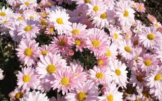 ФАРИДА КУДАШЕВА