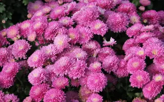 РОЗОВАЯ ФЕЯ