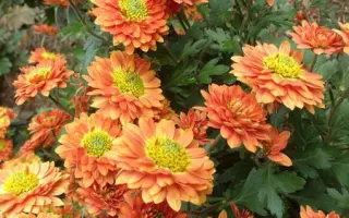 НИКИТСКАЯ ЮБИЛЕЙНАЯ