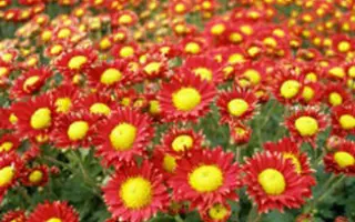 СУХОЦВЕТИК