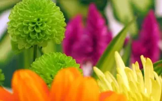 АЛТЫН СОЛОК