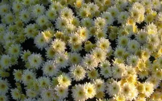 ЧУДНОЕ МГНОВЕНИЕ