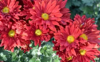 КРАСА ОСЕНИ