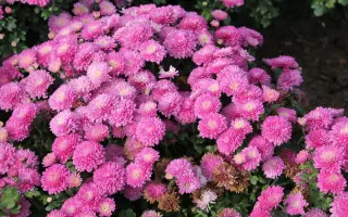 РОЗОВОЕ ИЗОБИЛИЕ