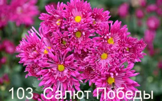 САЛЮТ ПОБЕДЫ