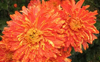 ОСЕННИЙ МОТИВ