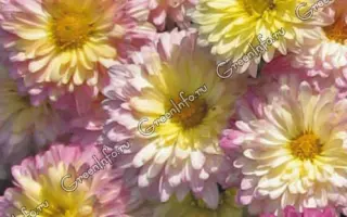 РИМА БАЙБУРИНА