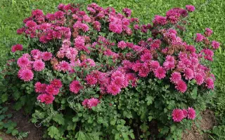 ХАДИЯ ДАВЛЕТШИНА