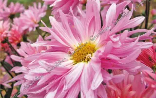 СТРАНА АЙГУЛЬ