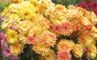 ВИВАТ БОТАНИКУ