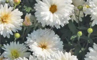 ЖУРАВЛИНАЯ ПЕСНЬ