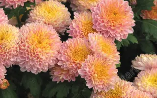 ОСЕННИЕ ГРЕЗЫ