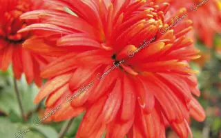 ПАМЯТИ Е.В.КУЧЕРОВА