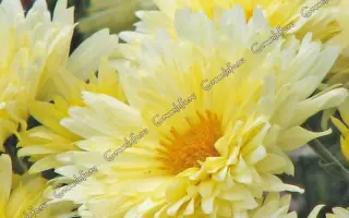 ДОКТОР В.П. ПУТЕНИХИН