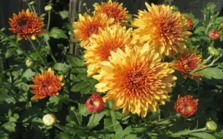 КОСТЕР ДЕРСУ