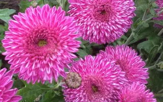 ДАЛЬНЕВОСТОЧНИЦА