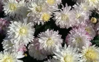 НЕЗНАКОМКА