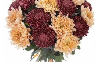 ОТРАДНЕНСКАЯ