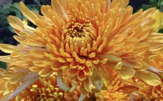 ПОЛЕТ ШМЕЛЯ