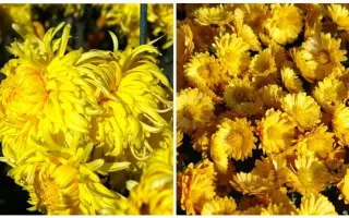 ЗОЛОТОЙ РОЙ