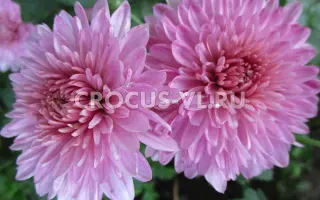 СИРЕНЕВЫЙ ТУМАН