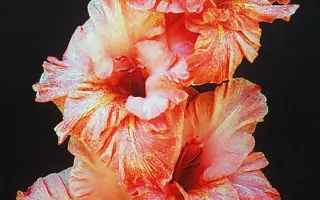 РОЗОВЫЙ МУАР