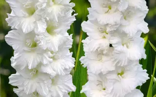 ДМИТРИЙ СОЛУНСКИЙ