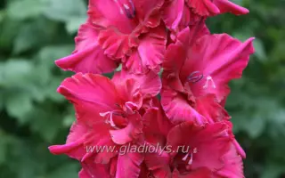 ВСТРЕЧА С ПРЕКРАСНЫМ