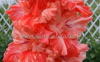 ОСЕННИЙ ПОЦЕЛУЙ