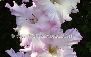 СТАРЫЙ НЕВСКИЙ