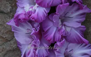 СИРЕНЕВАЯ ДАЛЬ