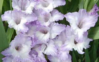 МОДРУ ПРОГРАММ