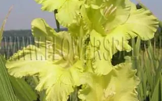 ЭМЕРАЛЬД РИППЛ