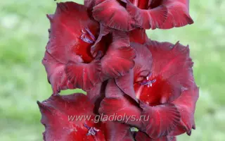 ЧЕРНЫЙ БАРХАТ