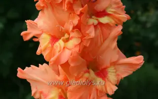 ЯНТАРНАЯ БАЛТИКА