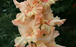 ЗВУКИ САКСОФОНА