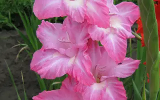 ДОЧЬ НАСТАСЬИ