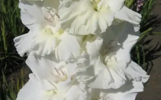 ТОПОЛИНЫЙ ПУХ