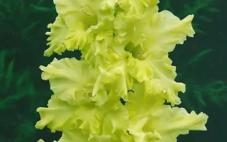 ЛУЧИСТАЯ ЗЕЛЕНЬ