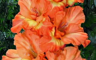 ЗОВ ВОДОЛЕЯ