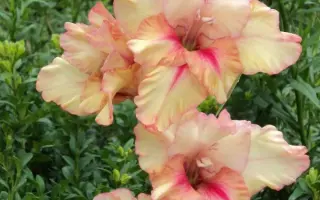 КОРОЛЕВА ЕЛИЗАВЕТА II