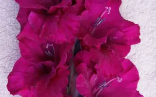 ПУРПУРНЫЙ ГРАНД ПАВАРОТТИ