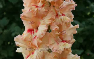 СОКОЛЬНИКИ