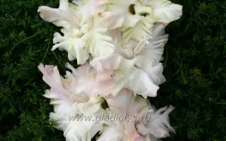 РОСА В ИЗУМРУДЕ