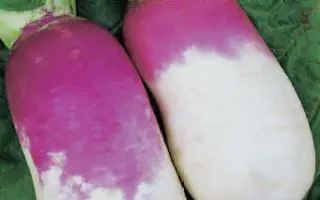 КРАСНАЯ ШАПОЧКА