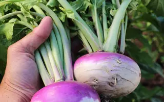 ПУРПУРНАЯ С БЕЛЫМ КОНЧИКОМ