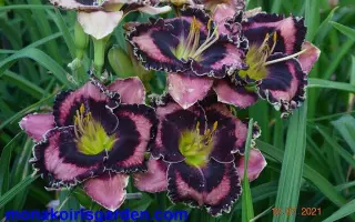 НЕЖНАЯ МЕЛОДИЯ